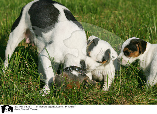 Jack Russell Terrier / Jack Russell Terrier / PM-03331