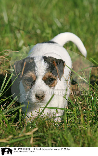Jack Russell Terrier / Jack Russell Terrier / PM-03339