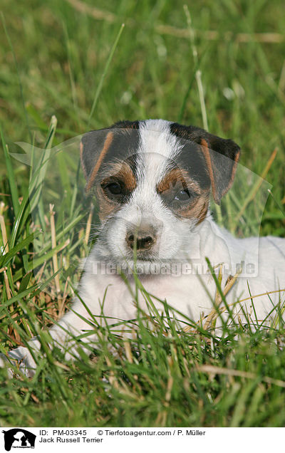 Jack Russell Terrier / Jack Russell Terrier / PM-03345