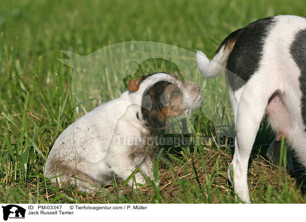 Jack Russell Terrier / Jack Russell Terrier / PM-03347