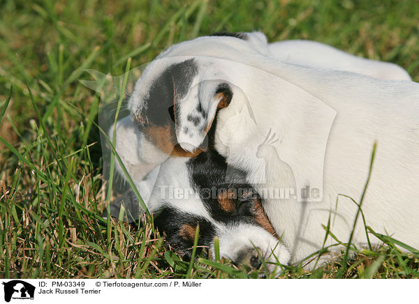Jack Russell Terrier / Jack Russell Terrier / PM-03349