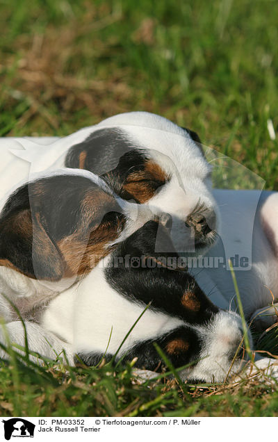 Jack Russell Terrier / Jack Russell Terrier / PM-03352
