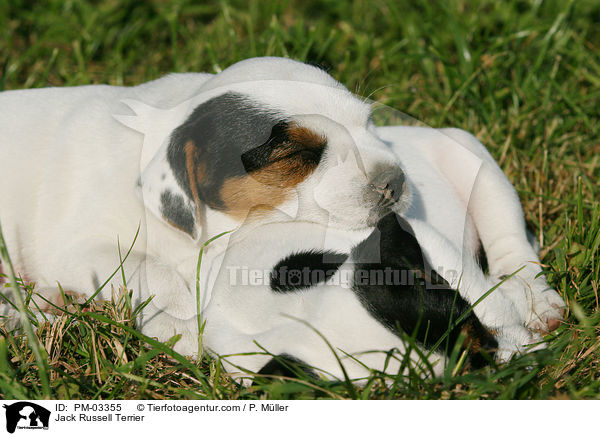 Jack Russell Terrier / Jack Russell Terrier / PM-03355