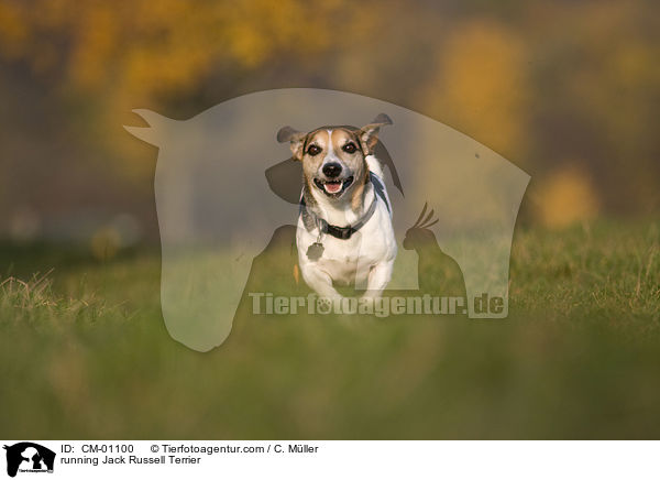 rennender Jack Russell Terrier / running Jack Russell Terrier / CM-01100
