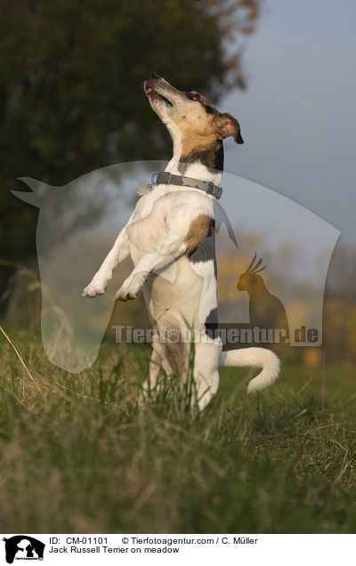 Jack Russell Terrier auf Wiese / Jack Russell Terrier on meadow / CM-01101