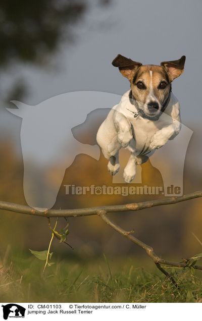 springender Jack Russell Terrier / jumping Jack Russell Terrier / CM-01103