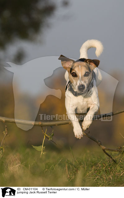 springender Jack Russell Terrier / jumping Jack Russell Terrier / CM-01104
