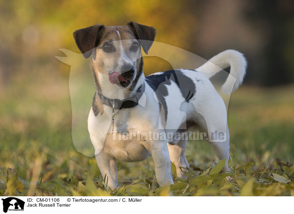 Jack Russell Terrier / Jack Russell Terrier / CM-01106
