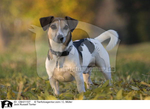 Jack Russell Terrier / Jack Russell Terrier / CM-01107