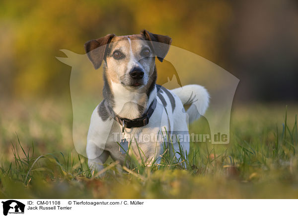 Jack Russell Terrier / Jack Russell Terrier / CM-01108