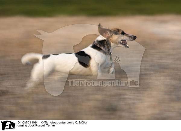 rennender Jack Russell Terrier / running Jack Russell Terrier / CM-01109