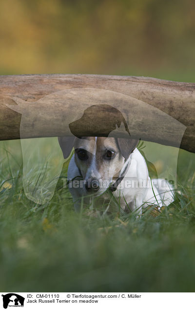 Jack Russell Terrier auf Wiese / Jack Russell Terrier on meadow / CM-01110