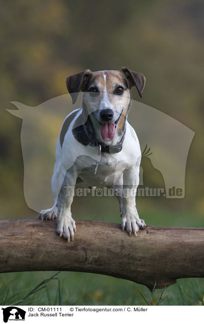 Jack Russell Terrier / Jack Russell Terrier / CM-01111
