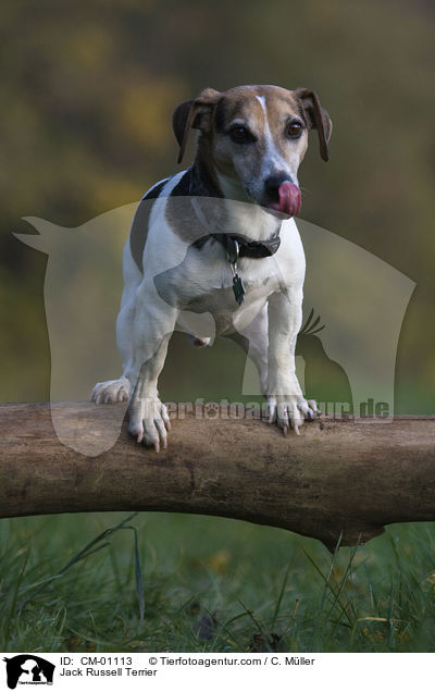 Jack Russell Terrier / Jack Russell Terrier / CM-01113