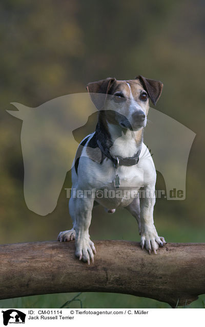 Jack Russell Terrier / Jack Russell Terrier / CM-01114