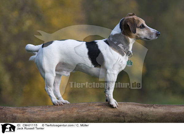 Jack Russell Terrier / Jack Russell Terrier / CM-01115