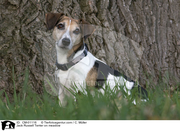 Jack Russell Terrier auf Wiese / Jack Russell Terrier on meadow / CM-01116
