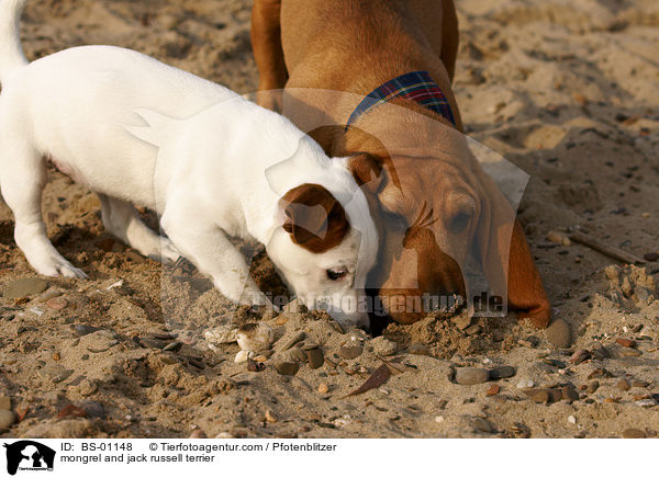 Beagle-Griffon-Mix und Jack Russell Terrier / mongrel and jack russell terrier / BS-01148