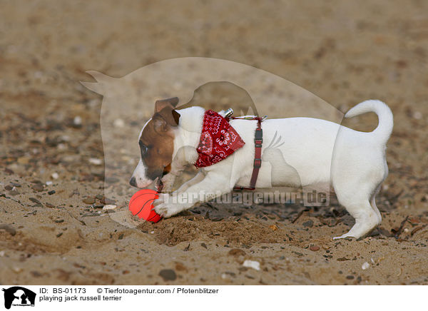 spielender Jack Russell Terrier / playing jack russell terrier / BS-01173