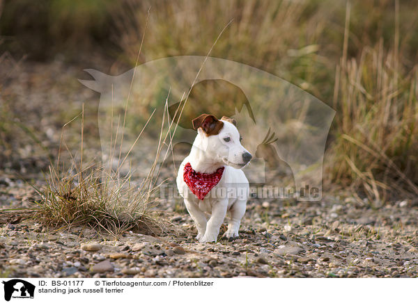 stehender Jack Russell Terrier / standing jack russell terrier / BS-01177