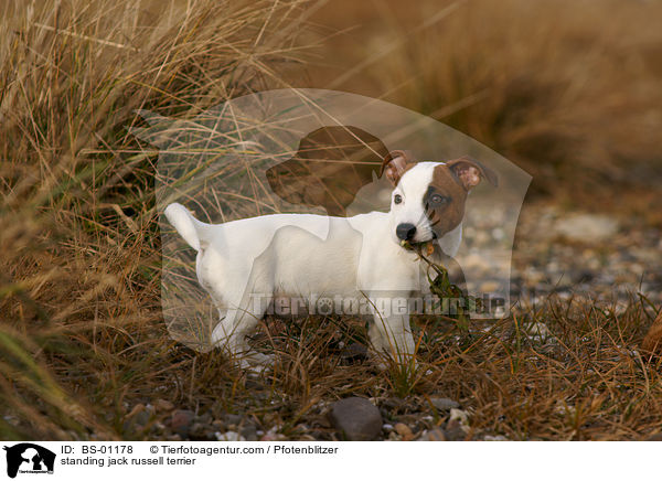 stehender Jack Russell Terrier / standing jack russell terrier / BS-01178