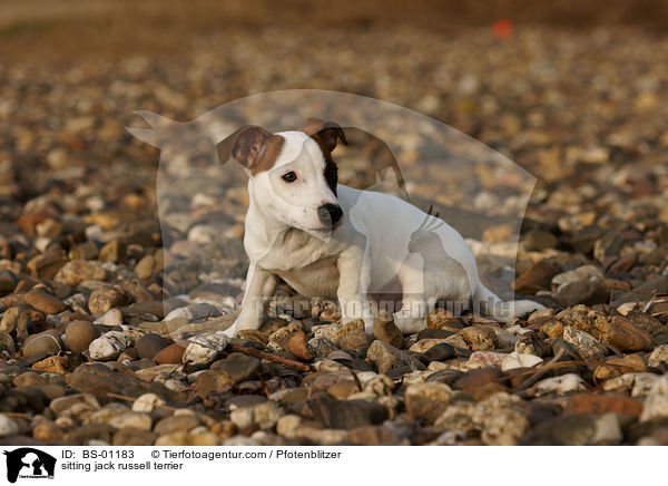 sitzender Jack Russell Terrier / sitting jack russell terrier / BS-01183