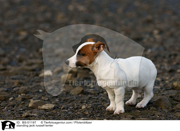 stehender Jack Russell Terrier / standing jack russell terrier / BS-01197
