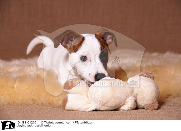 spielender Jack Russell Terrier / playing jack russell terrier / BS-01205