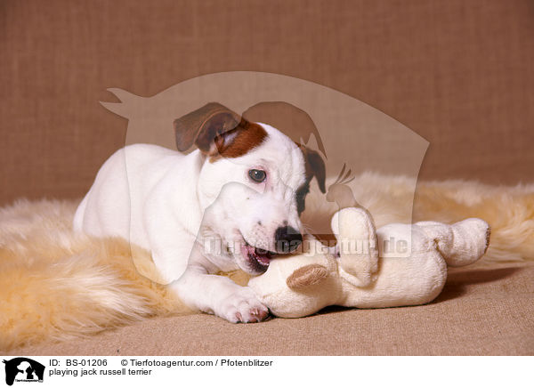 spielender Jack Russell Terrier / playing jack russell terrier / BS-01206