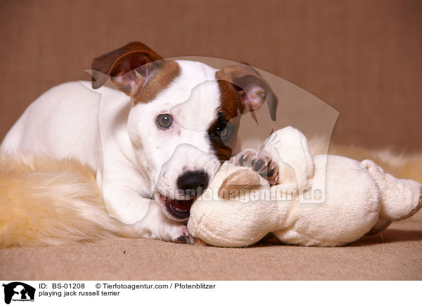 spielender Jack Russell Terrier / playing jack russell terrier / BS-01208