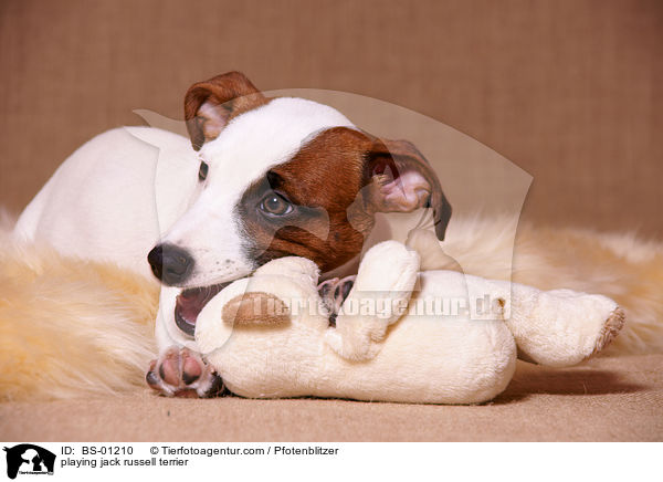 spielender Jack Russell Terrier / playing jack russell terrier / BS-01210