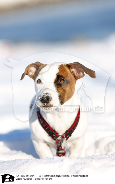 Jack Russell Terrier im Schnee / Jack Russell Terrier in snow / BS-01304