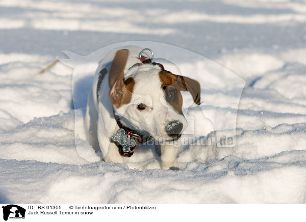 Jack Russell Terrier im Schnee / Jack Russell Terrier in snow / BS-01305