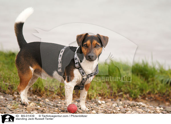 stehender Jack Russell Terrier / standing Jack Russell Terrier / BS-01439