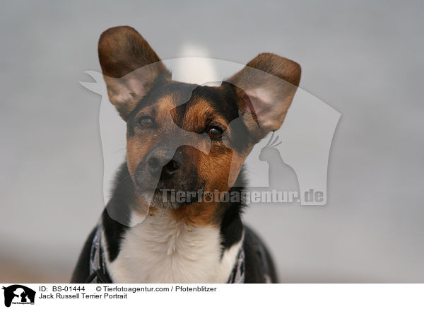 Jack Russell Terrier Portrait / BS-01444