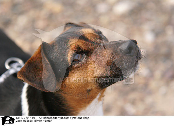 Jack Russell Terrier Portrait / BS-01446