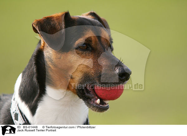 Jack Russell Terrier Portrait / Jack Russell Terrier Portrait / BS-01448