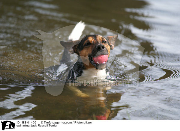 schwimmender Jack Russell Terrier / swimming Jack Russell Terrier / BS-01456