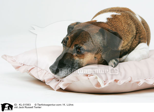 old Jack Russell Terrier / KL-01563