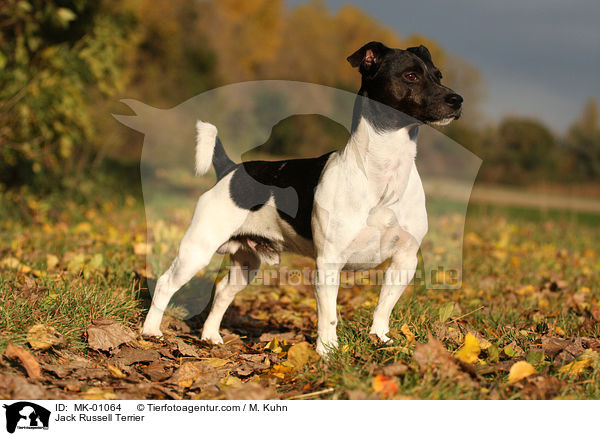 Jack Russell Terrier / MK-01064