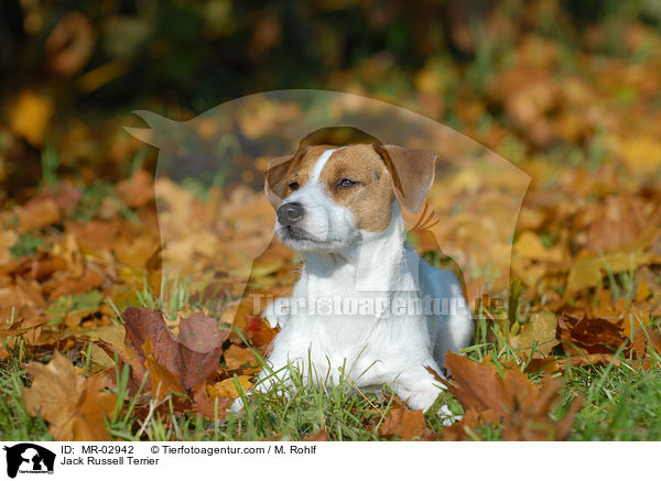Jack Russell Terrier / MR-02942