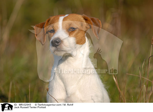 Jack Russell Terrier Portrait / Jack Russell Terrier Portrait / MR-02945