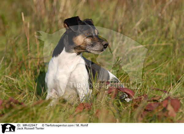 Jack Russell Terrier / Jack Russell Terrier / MR-02947