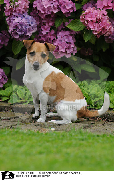sitzender Jack Russell Terrier / sitting Jack Russell Terrier / AP-05491