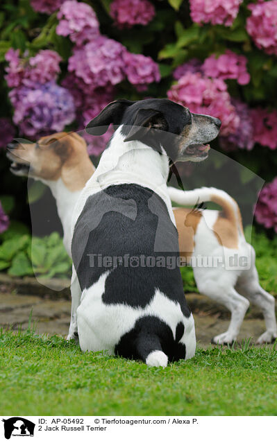 2 Jack Russell Terrier / 2 Jack Russell Terrier / AP-05492