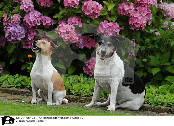 2 Jack Russell Terrier / 2 Jack Russell Terrier / AP-05493