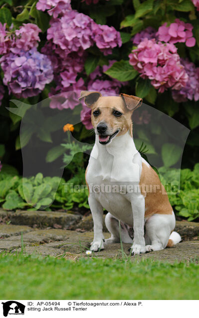 sitzender Jack Russell Terrier / sitting Jack Russell Terrier / AP-05494