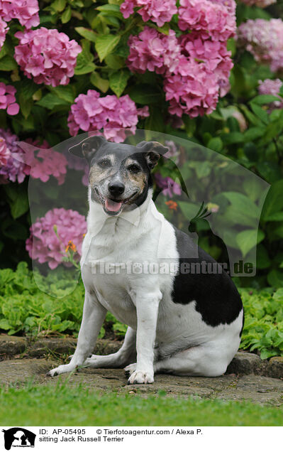sitzender Jack Russell Terrier / sitting Jack Russell Terrier / AP-05495