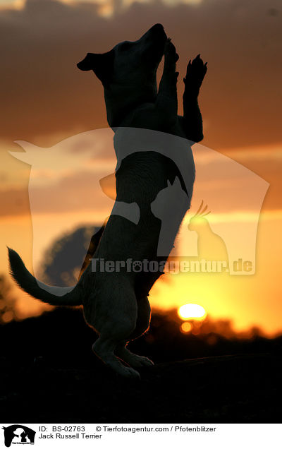 Jack Russell Terrier / Jack Russell Terrier / BS-02763