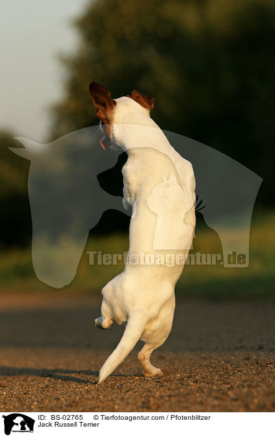 Jack Russell Terrier / BS-02765